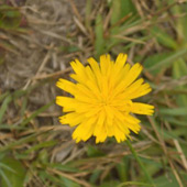 Image Format