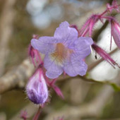 Image Format