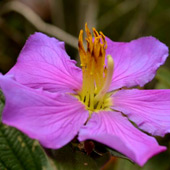 Image Format